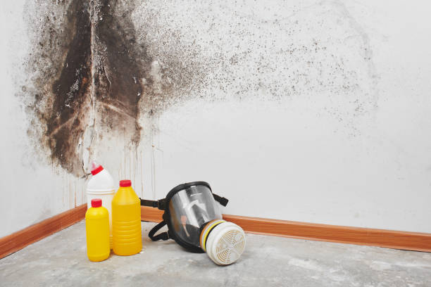 Best Mold Remediation Experts  in Marble Falls, TX