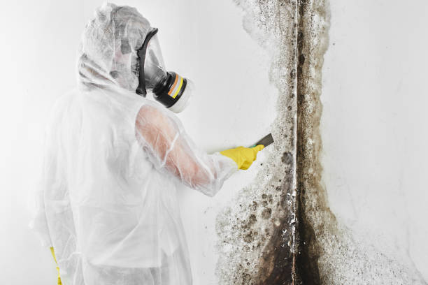 Best Local Mold Removal Service  in Marble Falls, TX