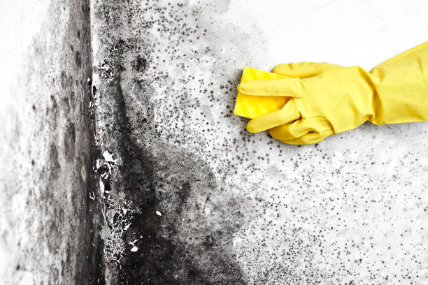 Best Mold Removal and Inspection  in Marble Falls, TX