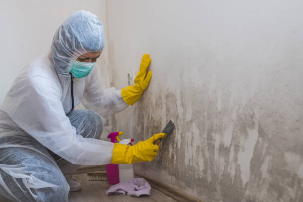 Best Home Mold Removal  in Marble Falls, TX