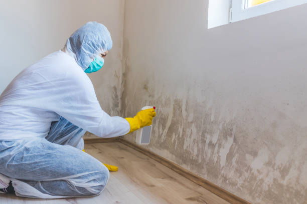 Best Attic Mold Removal  in Marble Falls, TX