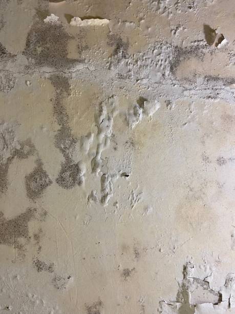 Best Black Mold Removal  in Marble Falls, TX