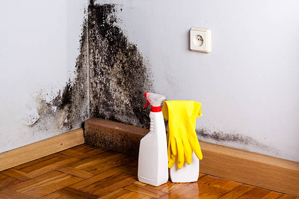 Best Emergency Mold Removal  in Marble Falls, TX