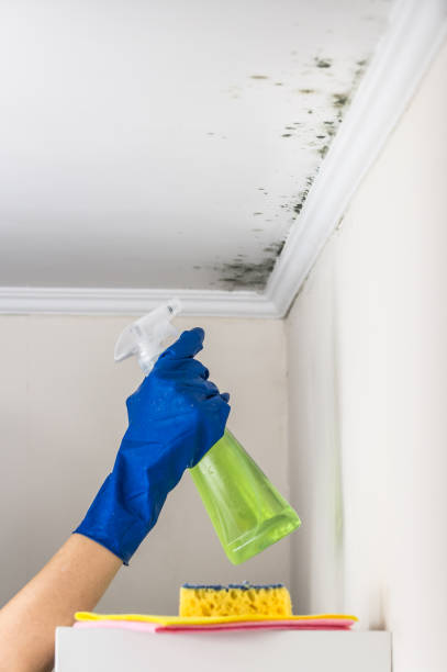 Best Same-Day Mold Removal  in Marble Falls, TX